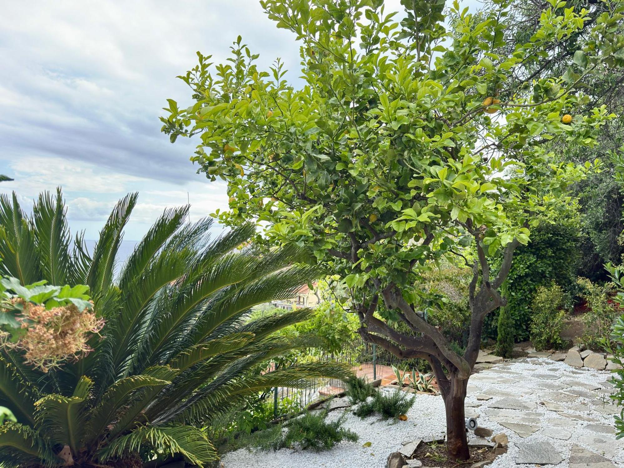 Villa Cielo Costarainera ภายนอก รูปภาพ